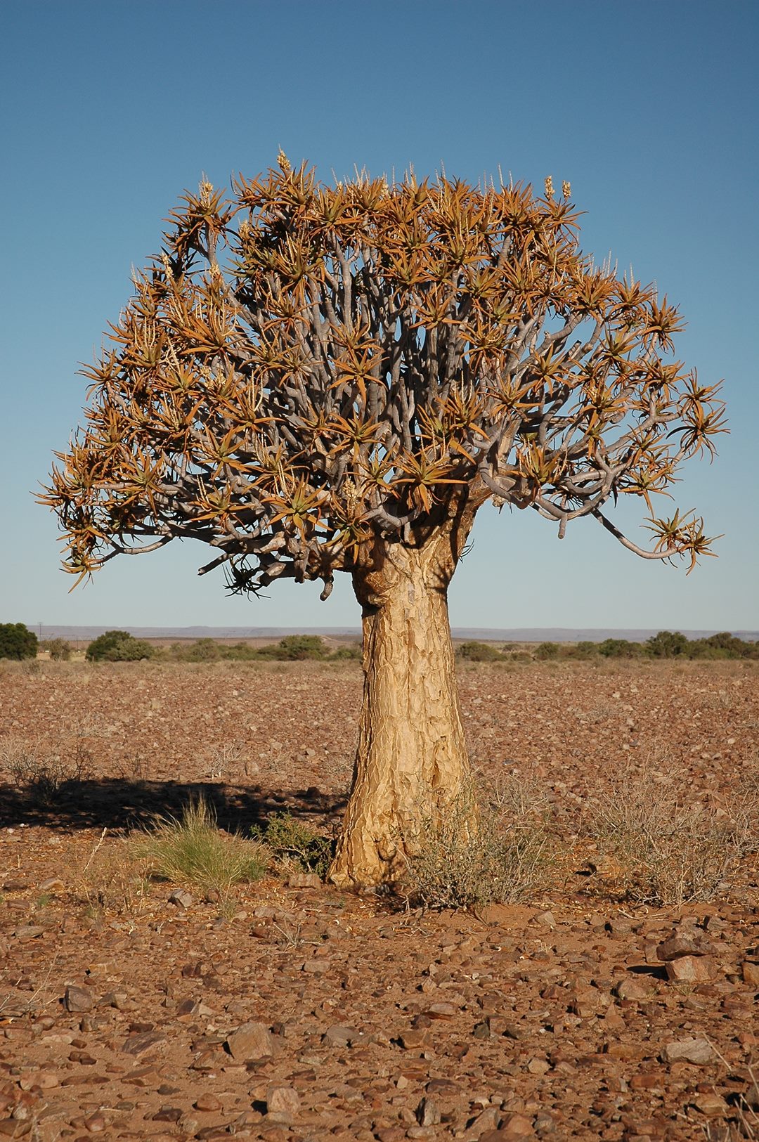 275   Namibia